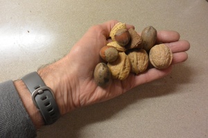 A handful of nuts.