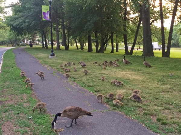 Non-plussed geese and gosslings along the trail. (courtesy Sue Hamilton)